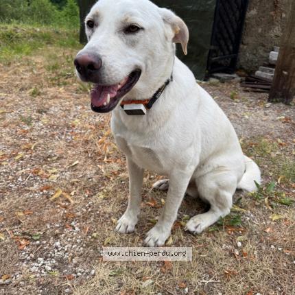 Photo 1/1 Chien retrouvé Trouvé à Juignac