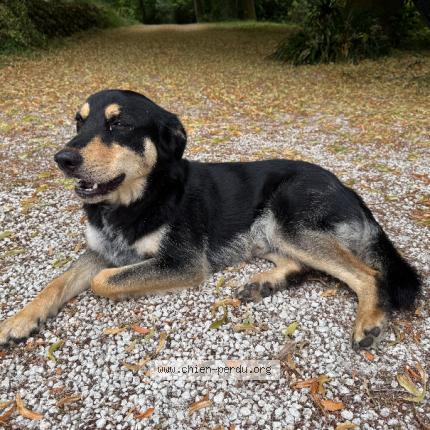 Photo 1/1 Chien retrouvé Trouvé à Juignac