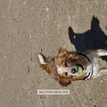 Photo 1/1 Chien retrouvé Perdu à Mathieu