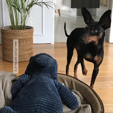 Photo 1/2 Chien retrouvé Perdu à Bourges