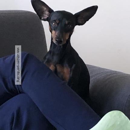 Photo 2/2 Chien retrouvé Perdu à Bourges