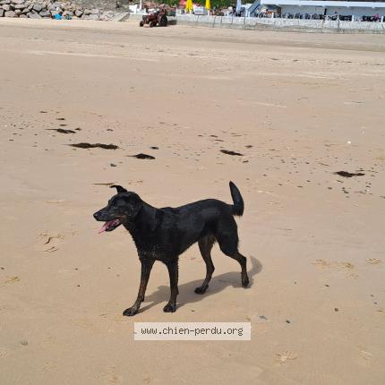 Photo 1/1 Chien retrouvé Perdu à Bourg beaudouin 27380
