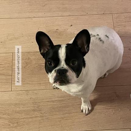 Photo de chien perdu à Guerande