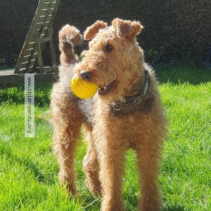 Photo de chien perdu à Vezin Le Coquet