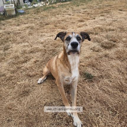 Photo 1/1 Chien retrouvé Trouvé à Methamis