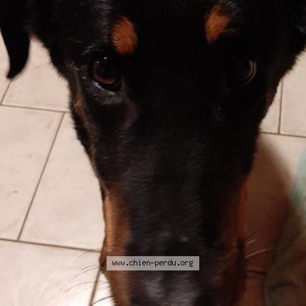Photo 1/1 Chien retrouvé Perdu à Saint plaisir