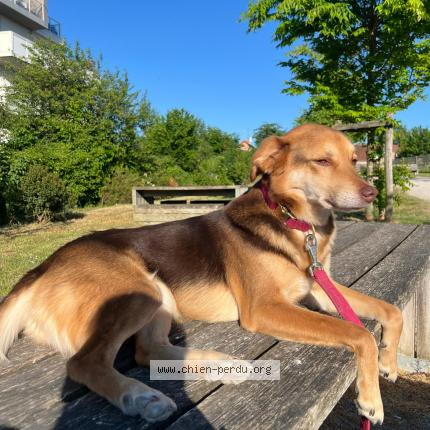 Photo 1/1 Chien retrouvé Perdu à Saint vincent de tyrosse