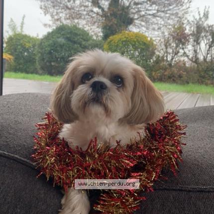 Photo 1/1 Chien retrouvé Perdu à Vignoc