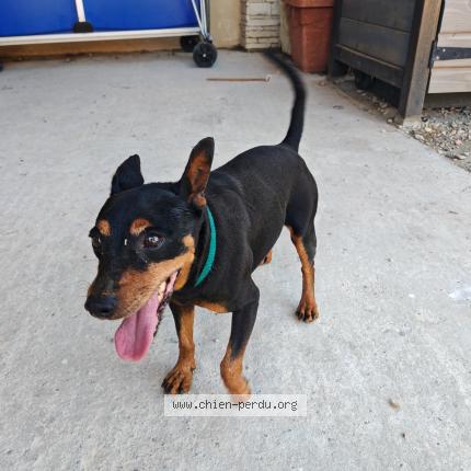 Photo 1/1 Chien retrouvé Trouvé à Carpentras