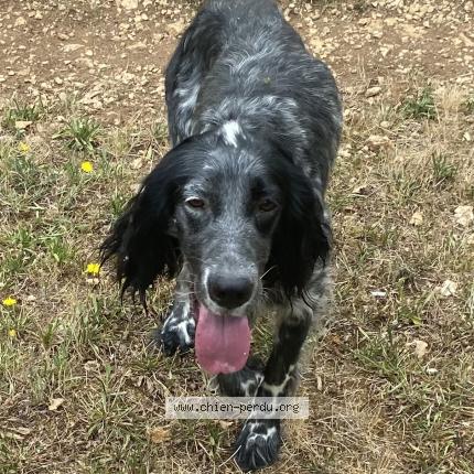 Photo 1/1 Chien retrouvé Trouvé à Fontanes