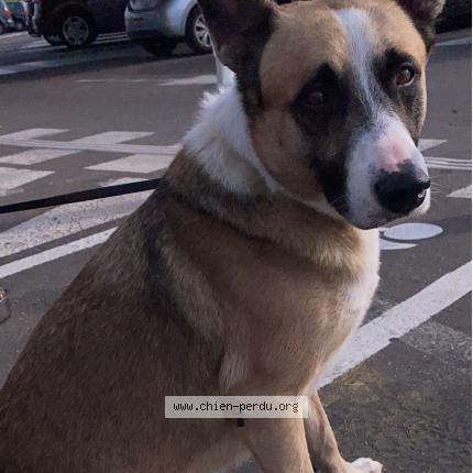 Photo 1/1 Chien retrouvé Perdu à Livry gargan
