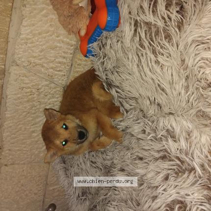 Photo de chien perdu à Saint Michel De Banniere