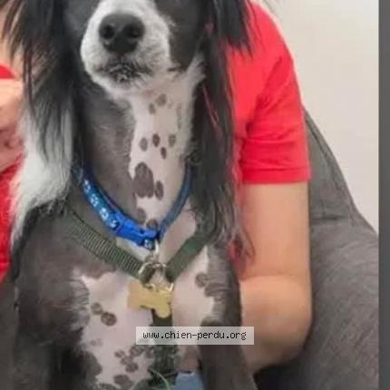 Photo 1/1 Chien retrouvé Perdu à Gargas