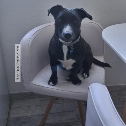 Photo de chien trouvé à Ploemeur