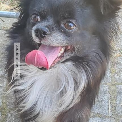 Photo de chien trouvé à Saint Ferreol