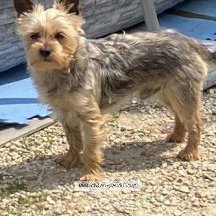 Photo de chien perdu à Avon