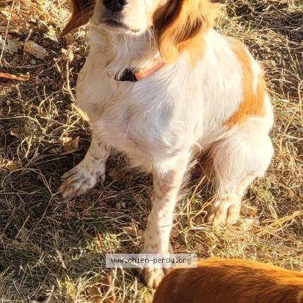 Photo de chien perdu à Meilhan Sur Garonne
