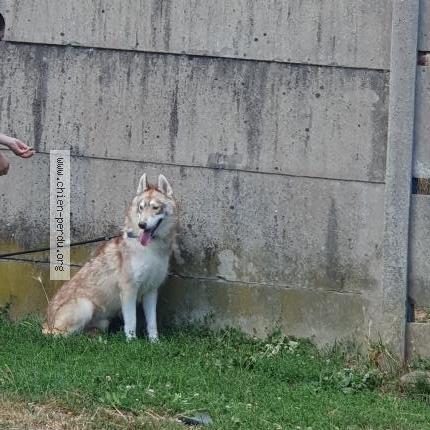 Photo 1/1 Chien retrouvé Perdu à Plaimpied givaudins
