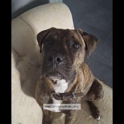 Photo 1/1 Chien retrouvé Perdu à Loire sur rhone