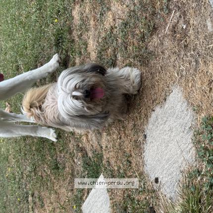 Photo de chien trouvé à Lagardelle Sur Leze