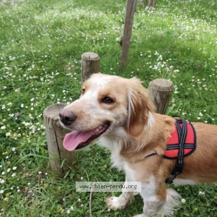 Photo 1/2 Chien retrouvé Perdu à Faye sur ardin