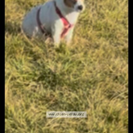 Photo de chien perdu à Levens