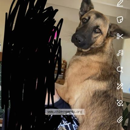 Photo 1/1 Chien retrouvé Perdu à Faye sur ardin