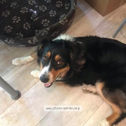 Photo 1/1 Chien retrouvé Perdu à Salernes