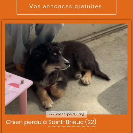 Photo 1/1 Chien retrouvé Perdu à St brieuc