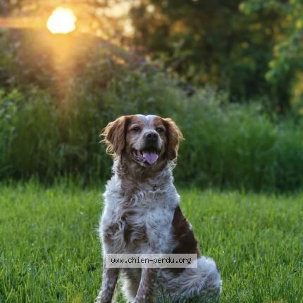 Photo 1/1 Chien retrouvé Perdu à Paris