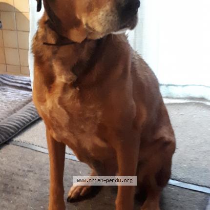 Photo 1/1 Chien retrouvé Perdu à Tarbes