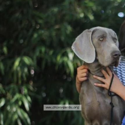 Photo de chien perdu à Valle Di Campoloro