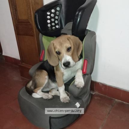 Photo de chien perdu à Anneville Sur Scie