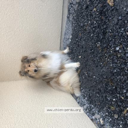 Photo 1/1 Chien retrouvé Perdu à Aurensan