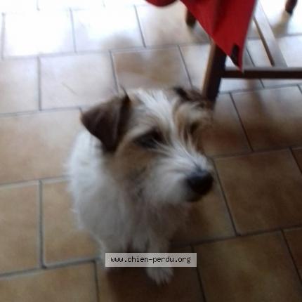 Photo 1/1 Chien retrouvé Perdu à Vertou