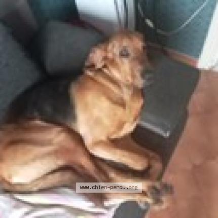 Photo 1/1 Chien retrouvé Perdu à St claire de la tour