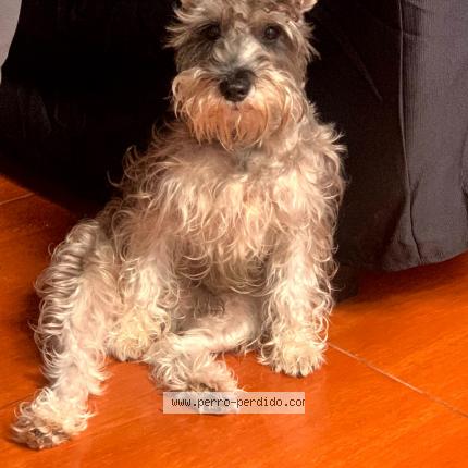 Photo de chien perdu à Lima