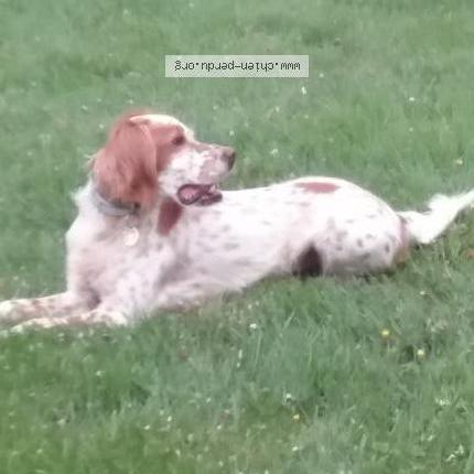 Photo 1/1 Chien retrouvé Perdu à Campigny