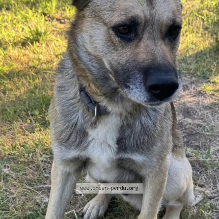 Photo 1/1 Chien retrouvé Perdu à Saint michel l obervatoire
