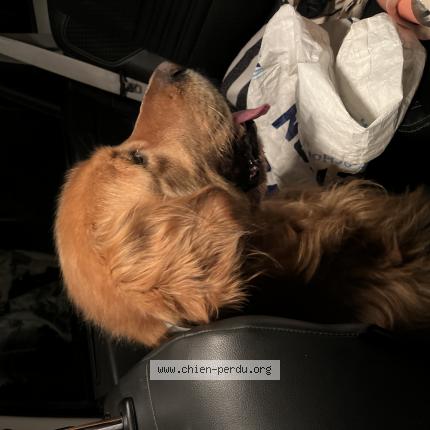 Photo de chien trouvé à Biganos