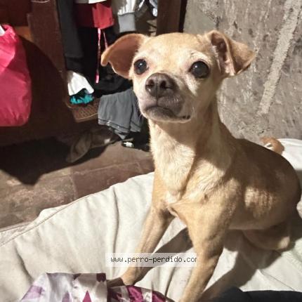 Photo de chien perdu à Managua