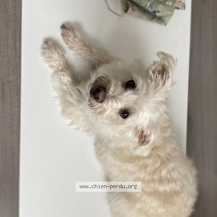 Photo de chien perdu à Communay