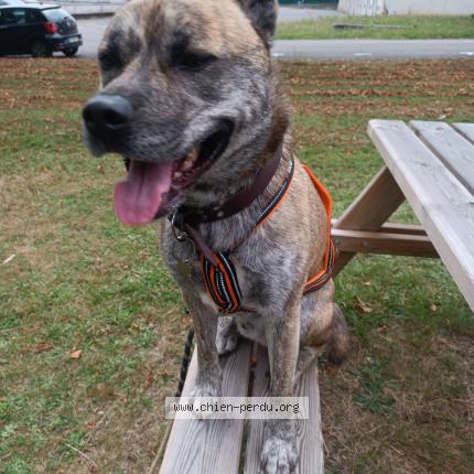 Photo 1/1 Chien retrouvé Perdu à Saint junien