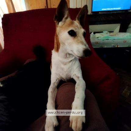 Photo 1/1 Chien retrouvé Perdu à Formerie