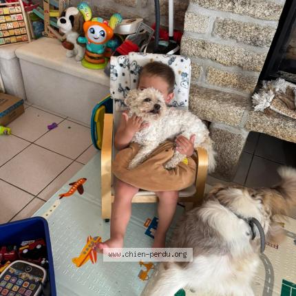 Photo 1/1 Chien retrouvé Perdu à Trefflean