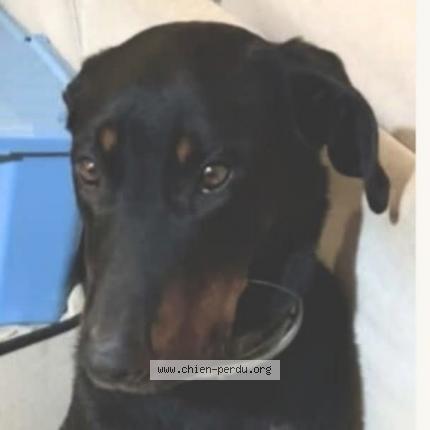 Photo de chien perdu à Cagnotte