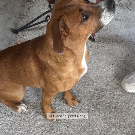 Photo de chien perdu à Decazeville