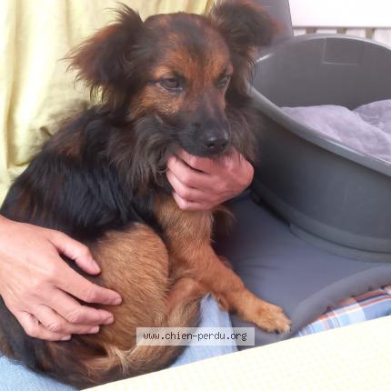 Photo 1/1 Chien retrouvé Trouvé à Salles