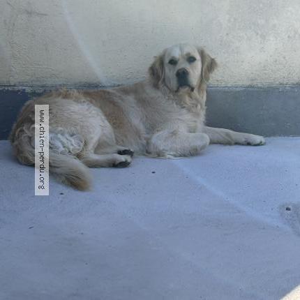 Photo de chien perdu à Trie Chateau