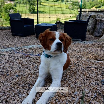 Photo 1/1 Chien retrouvé Perdu à La gimond